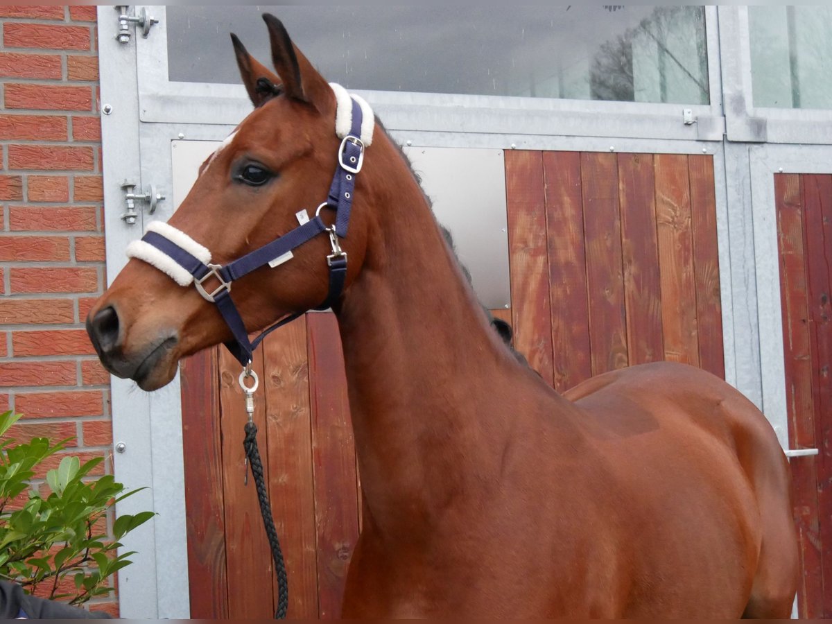 Deutsches Reitpony Wallach 5 Jahre 151 cm Brauner in Dorsten