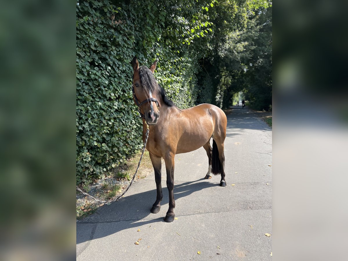 Deutsches Reitpony Wallach 5 Jahre 152 cm Brauner in Egelsbach