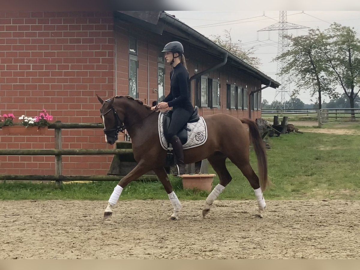 Deutsches Reitpony Wallach 5 Jahre 152 cm Dunkelfuchs in Hoya