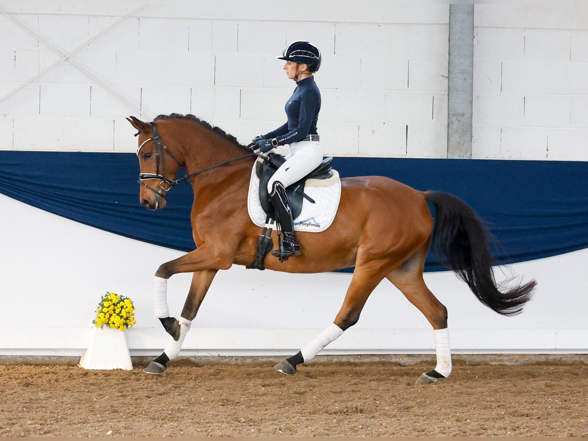 Deutsches Reitpony Wallach 5 Jahre 153 cm Brauner in Marsberg