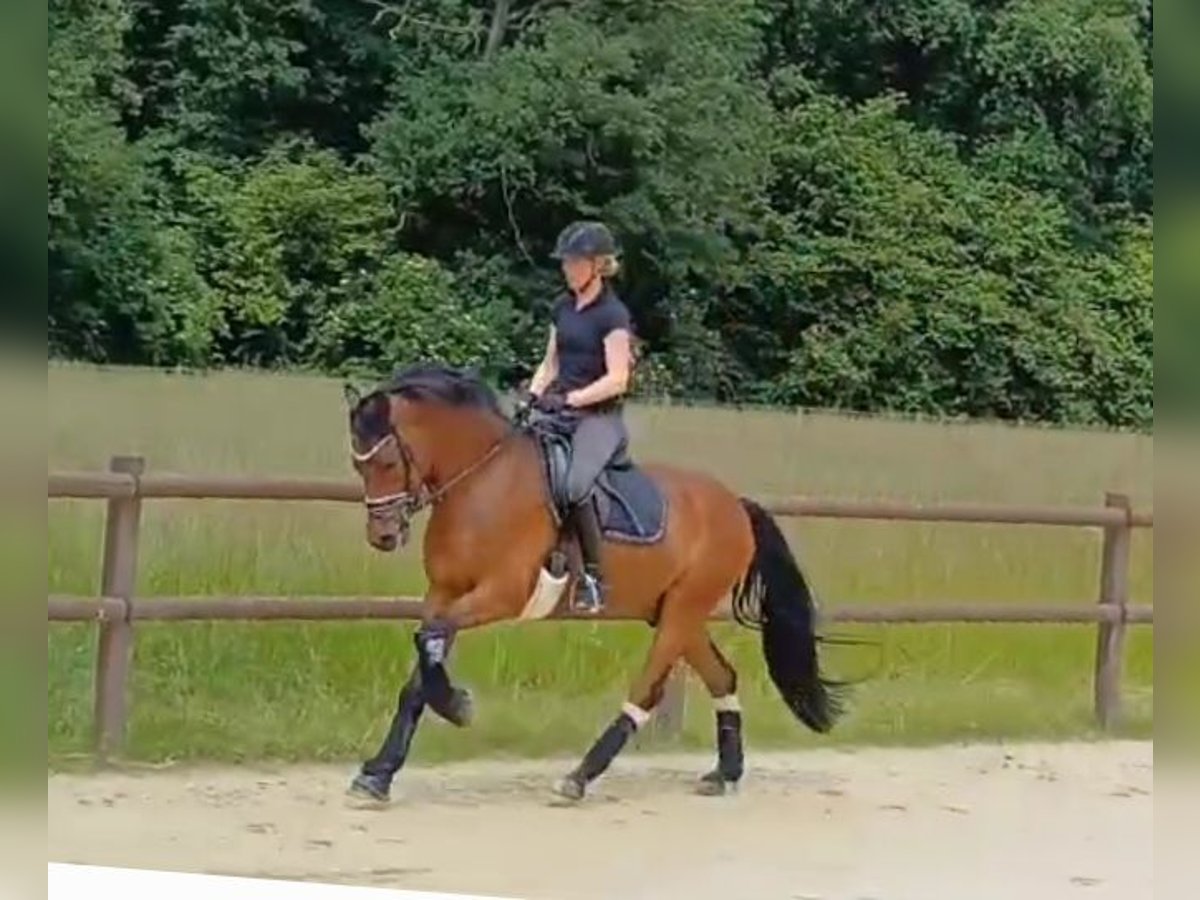 Deutsches Reitpony Wallach 5 Jahre 153 cm Dunkelbrauner in Ahlen