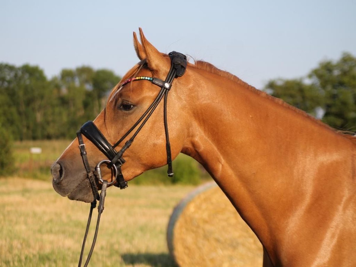 Deutsches Reitpony Wallach 5 Jahre 153 cm Fuchs in Wangerland HohenkirchenWangerland