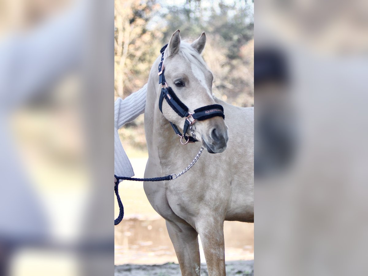 Deutsches Reitpony Wallach 5 Jahre 153 cm Palomino in Hockenheim