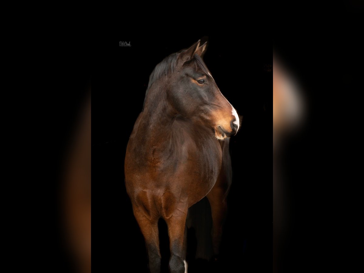 Deutsches Reitpony Wallach 5 Jahre 155 cm Dunkelbrauner in Grevenbroich