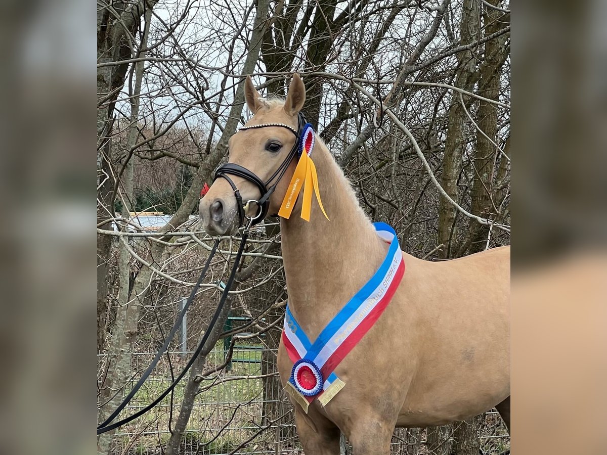 Deutsches Reitpony Wallach 5 Jahre 155 cm Palomino in Schönhorst