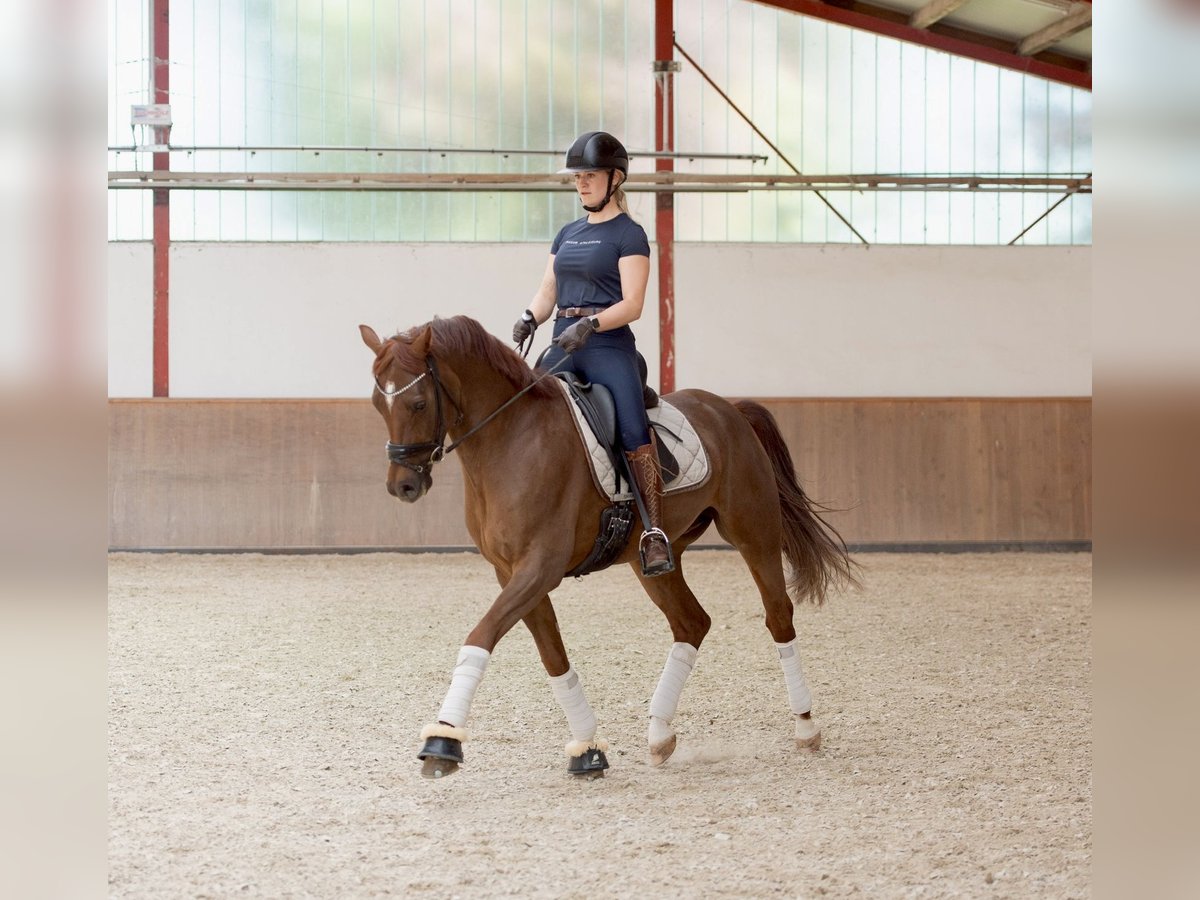 Deutsches Reitpony Wallach 5 Jahre 160 cm Fuchs in Ladenburg