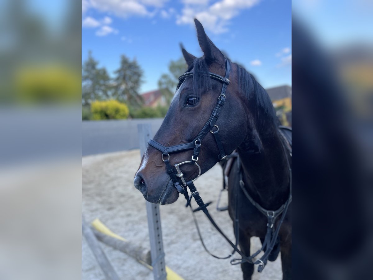 Deutsches Reitpony Wallach 5 Jahre 160 cm Schwarzbrauner in Neuental