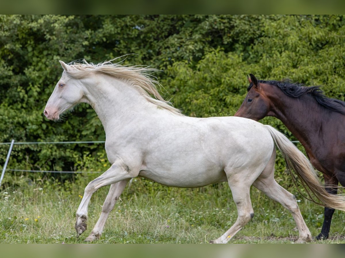 Deutsches Reitpony Wallach 5 Jahre Cremello in Windeck