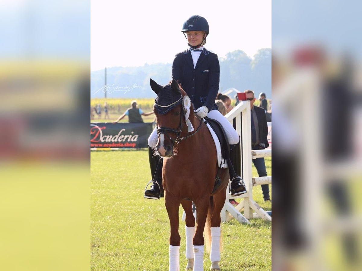 Deutsches Reitpony Wallach 5 Jahre in Neuenkirchen