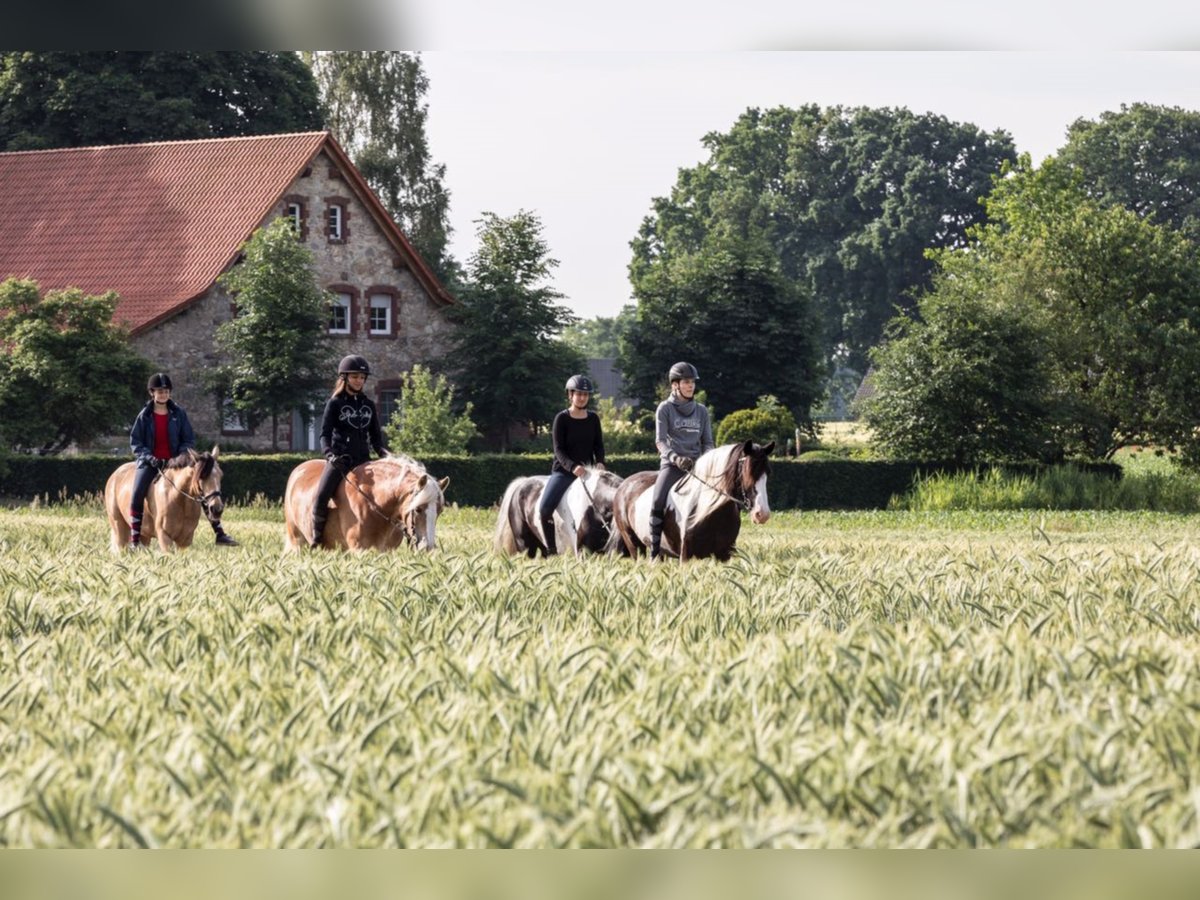 Deutsches Reitpony Mix Wallach 5 Jahre in Bad Laer