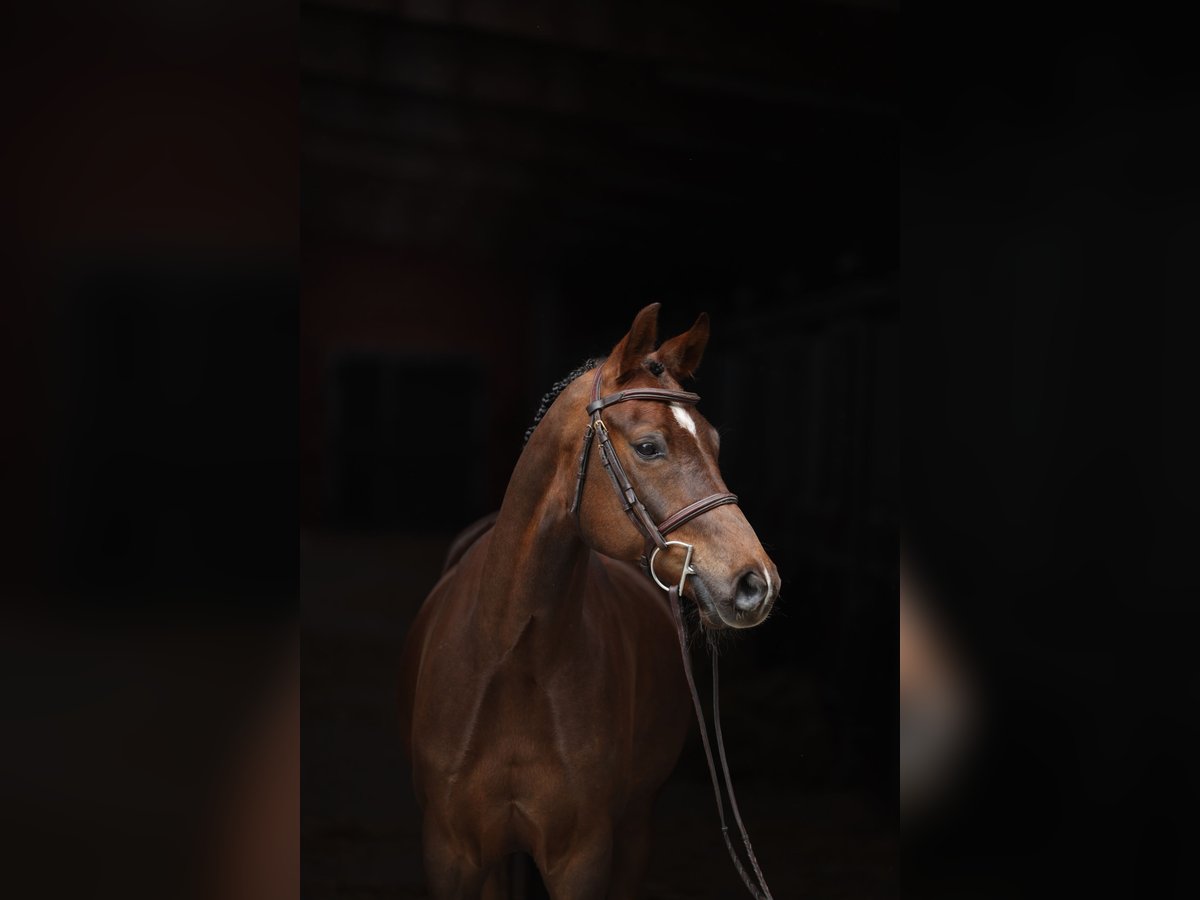 Deutsches Reitpony Wallach 5 Jahre Fuchs in Visbek