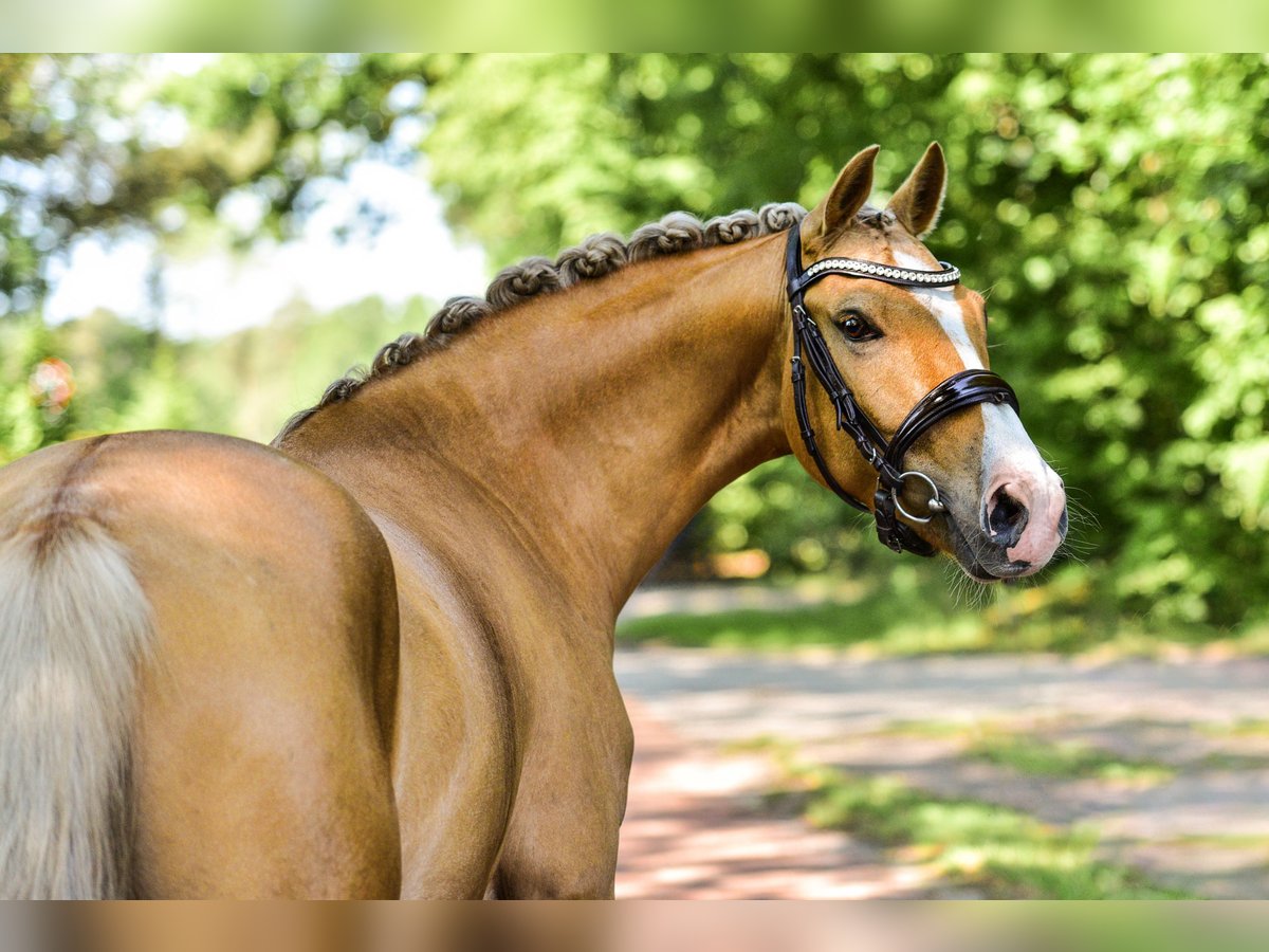 Deutsches Reitpony Wallach 5 Jahre Palomino in Rastede