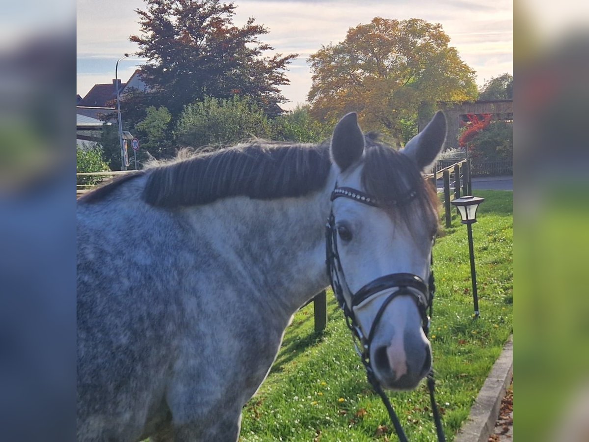 Deutsches Reitpony Wallach 5 Jahre Schimmel in Haunetal