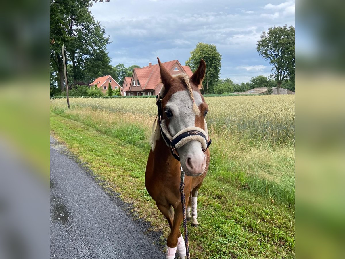 Deutsches Reitpony Wallach 6 Jahre 121 cm Fuchs in Geeste