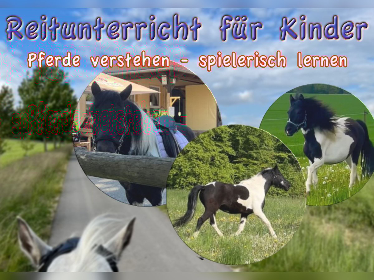 Deutsches Reitpony Wallach 6 Jahre 135 cm Schecke in Ecklingerode Deutsches Reitpony Wallach 6 Jahre 135 cm Schecke in Ecklingerode