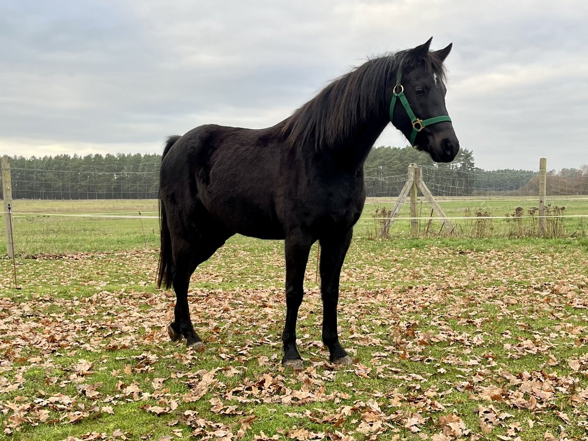 Deutsches Reitpony Wallach 6 Jahre 138 cm Rappe in Roggentin