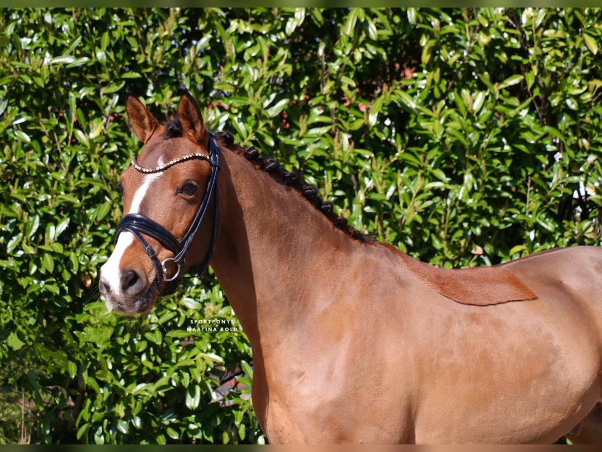 Deutsches Reitpony, Wallach in Recke, bei Osnabrück