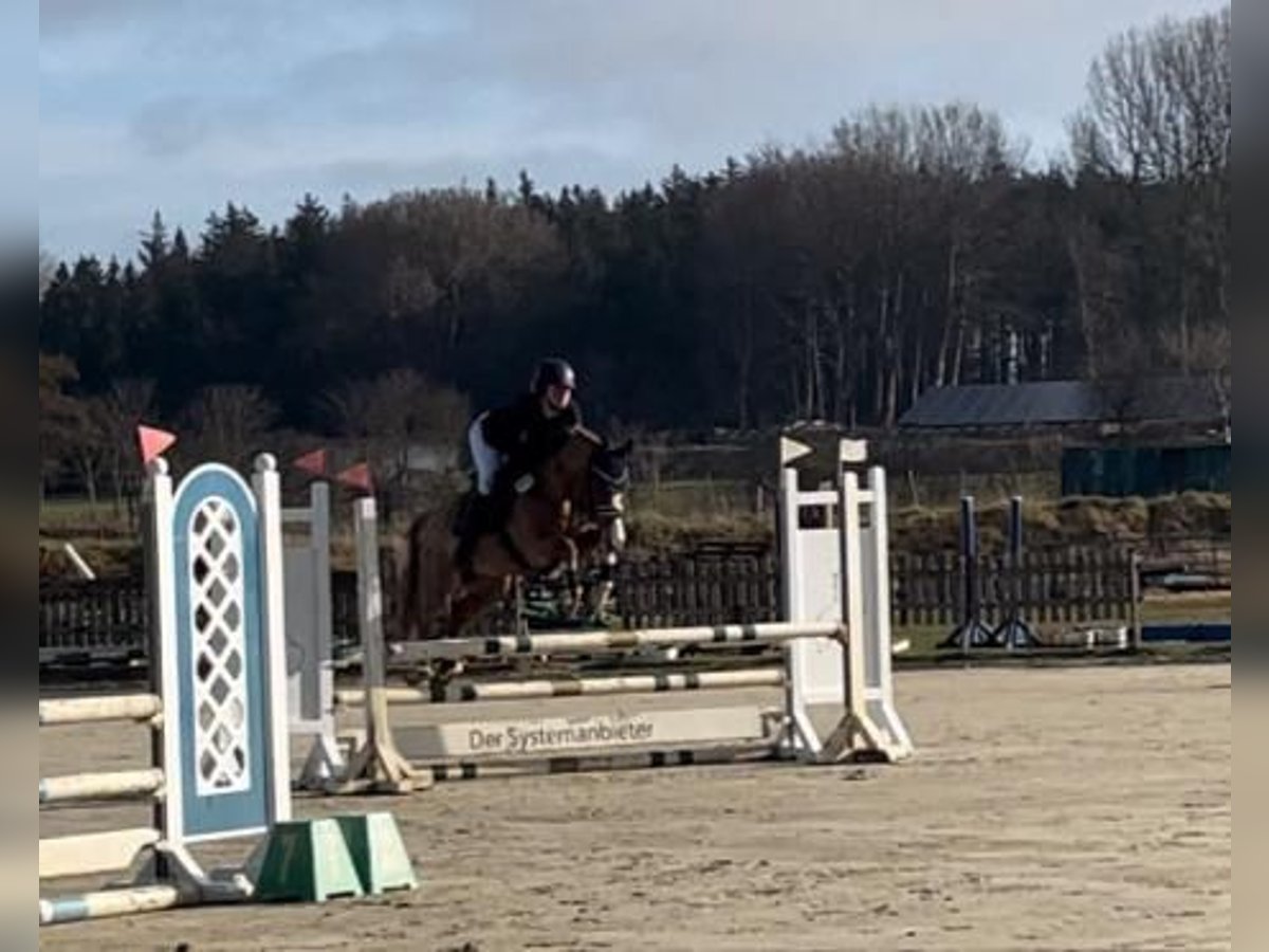 Deutsches Reitpony Wallach 6 Jahre 143 cm Fuchs in Freienwill