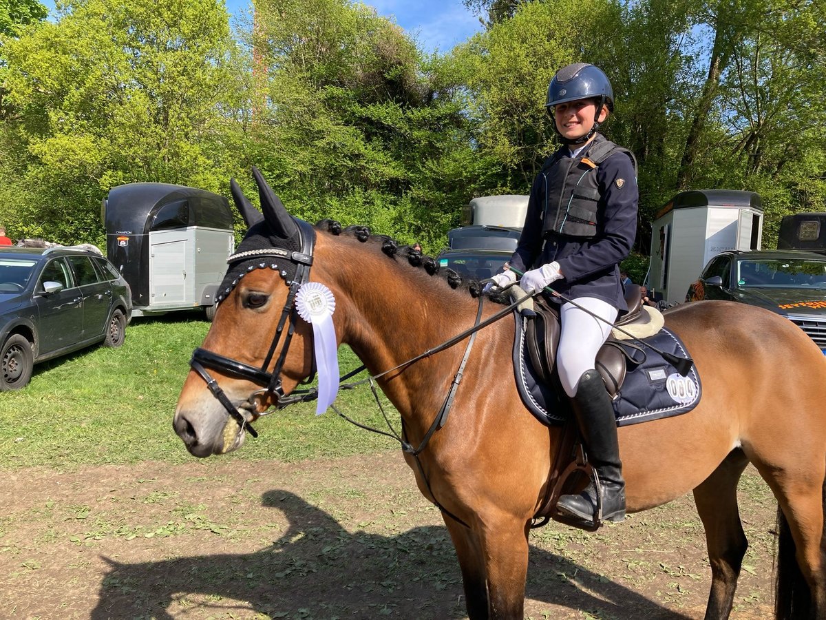 Deutsches Reitpony Wallach 6 Jahre 143 cm Hellbrauner in Magstadt