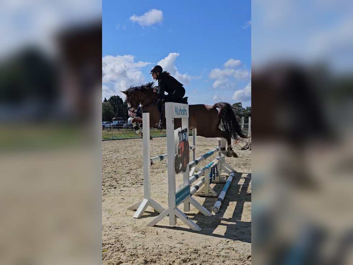Deutsches Reitpony, Wallach in Reiskirchen