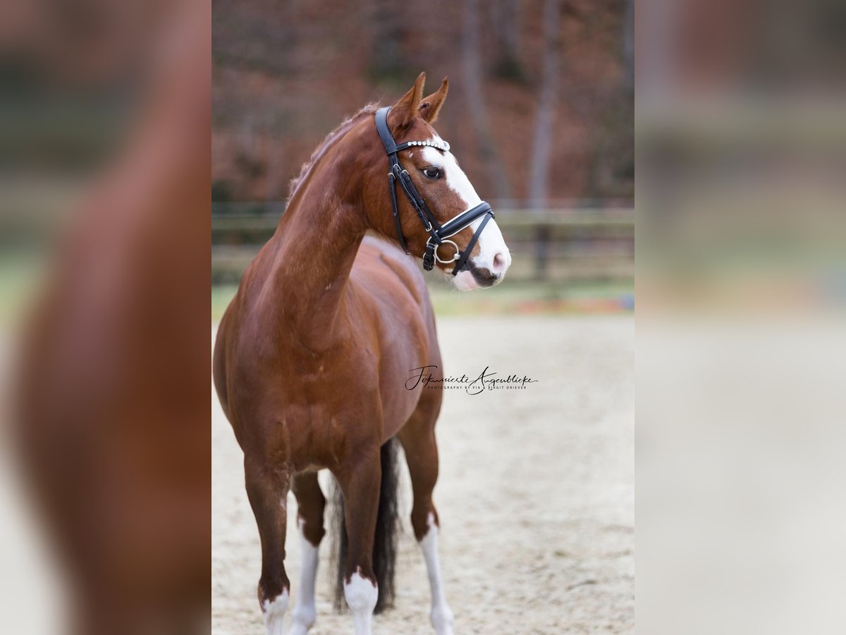 Deutsches Reitpony Wallach 6 Jahre 144 cm Fuchs in Hennef