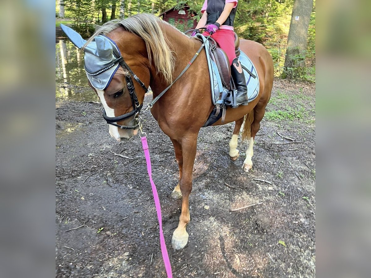 Deutsches Reitpony Wallach 6 Jahre 144 cm Fuchs in Kastellaun