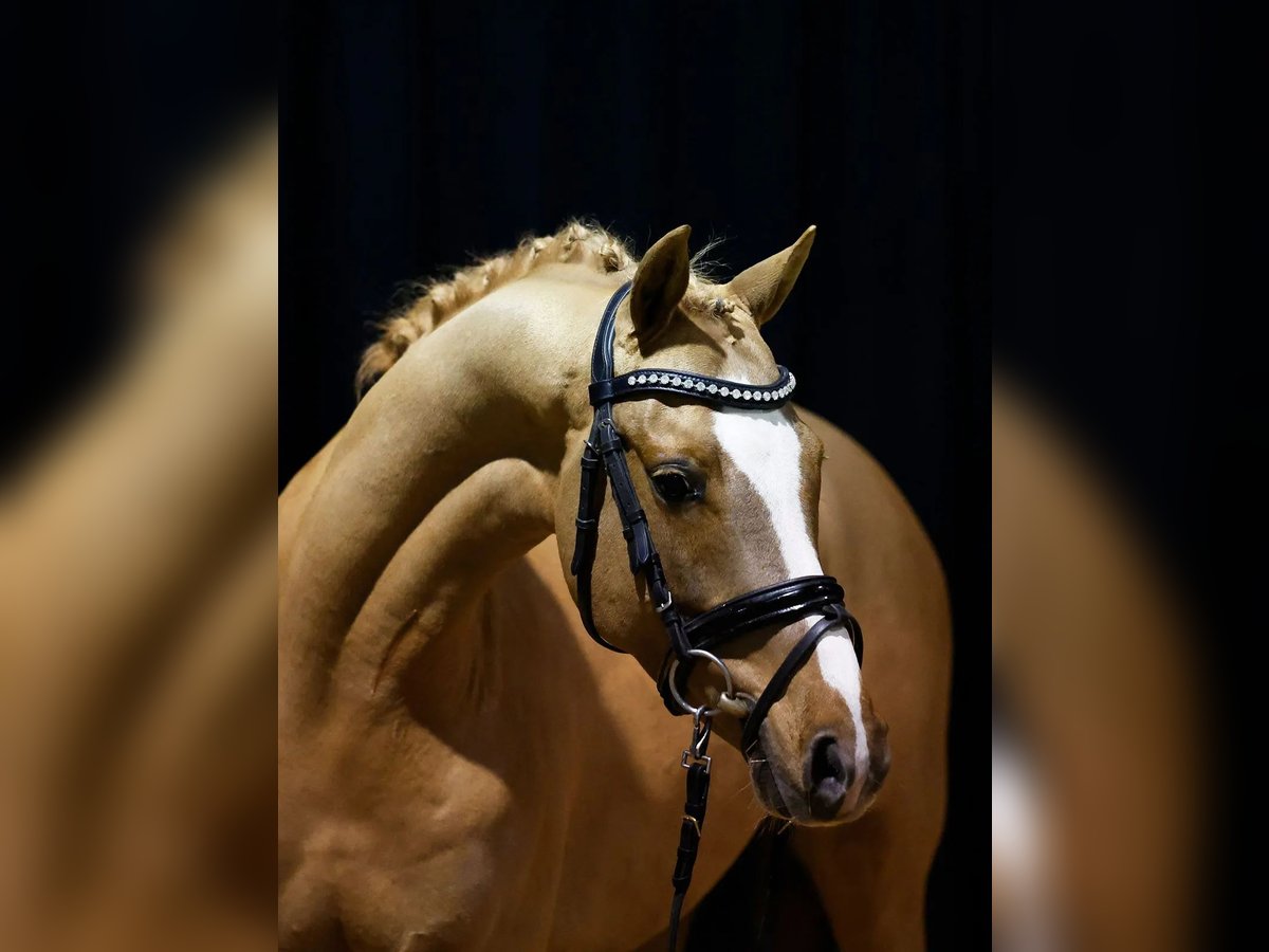 Deutsches Reitpony Wallach 6 Jahre 145 cm Fuchs in Süderlügum