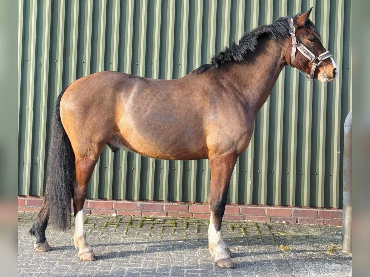 Deutsches Reitpony Wallach 6 Jahre 146 cm Brauner in Rastede