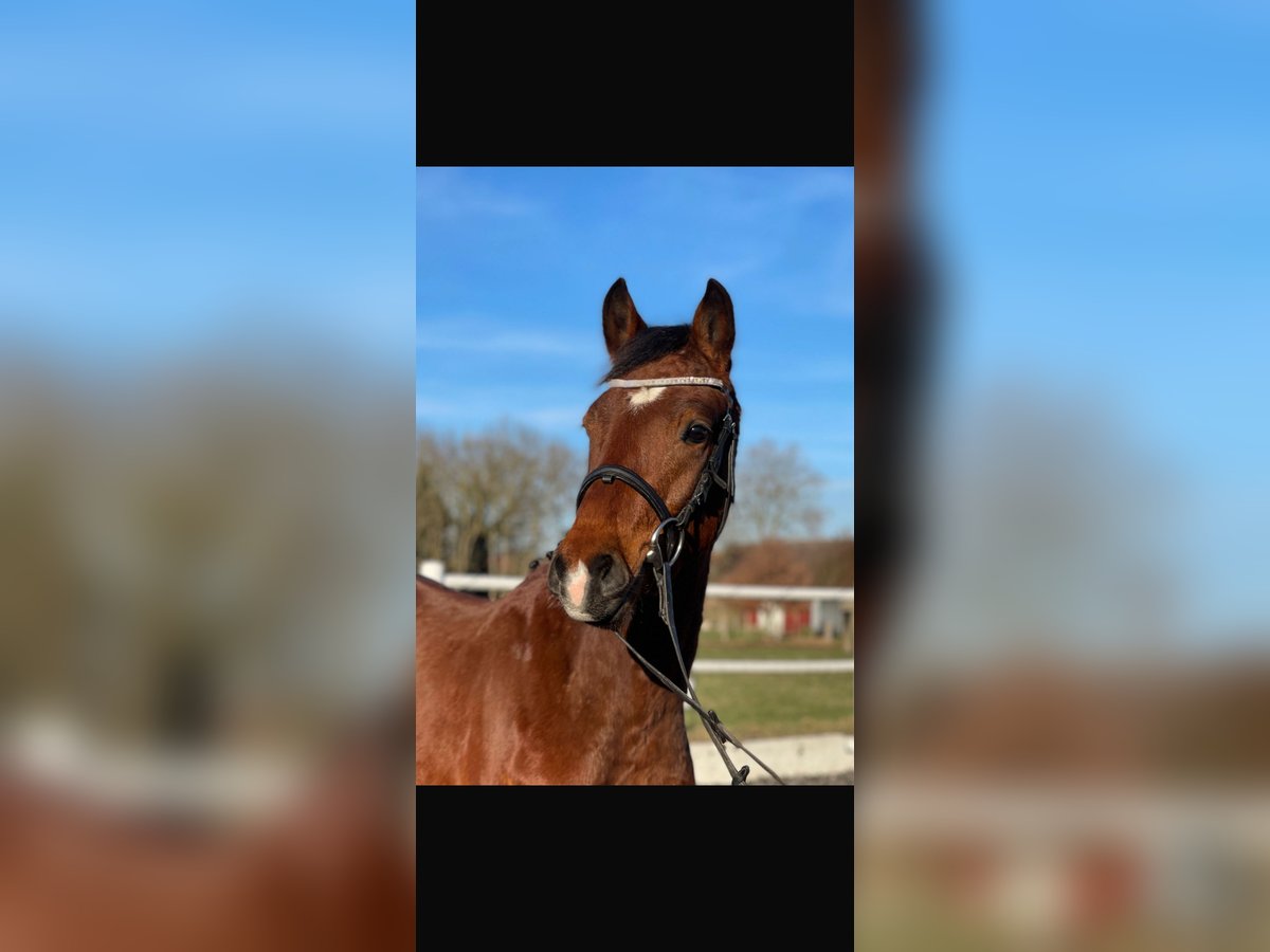 Deutsches Reitpony Wallach 6 Jahre 146 cm Brauner in Denkte
