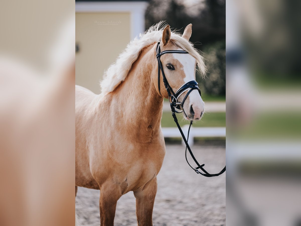 Deutsches Reitpony Wallach 6 Jahre 146 cm in Kaarst