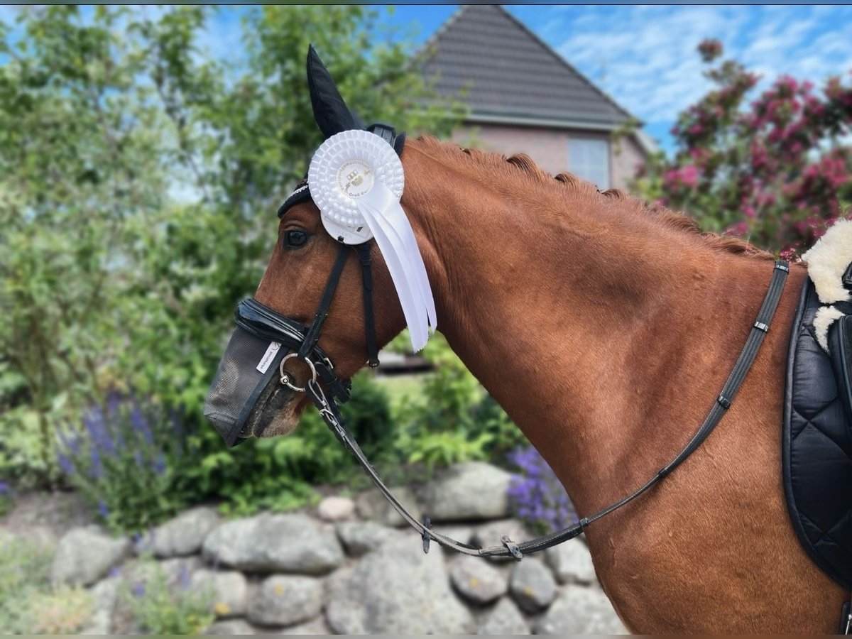 Deutsches Reitpony Wallach 6 Jahre 146 cm Fuchs in Böhnhusen