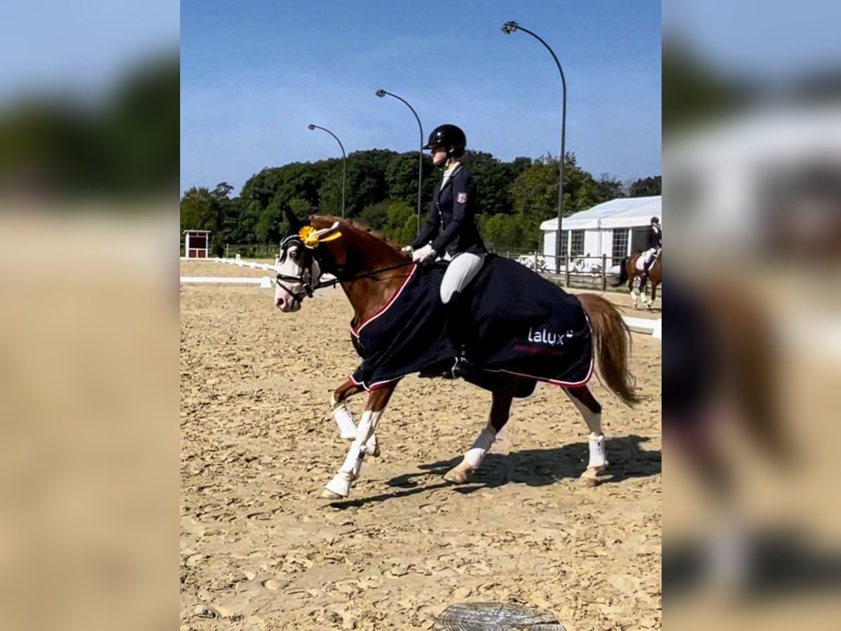 Deutsches Reitpony Wallach 6 Jahre 146 cm Fuchs in Perl