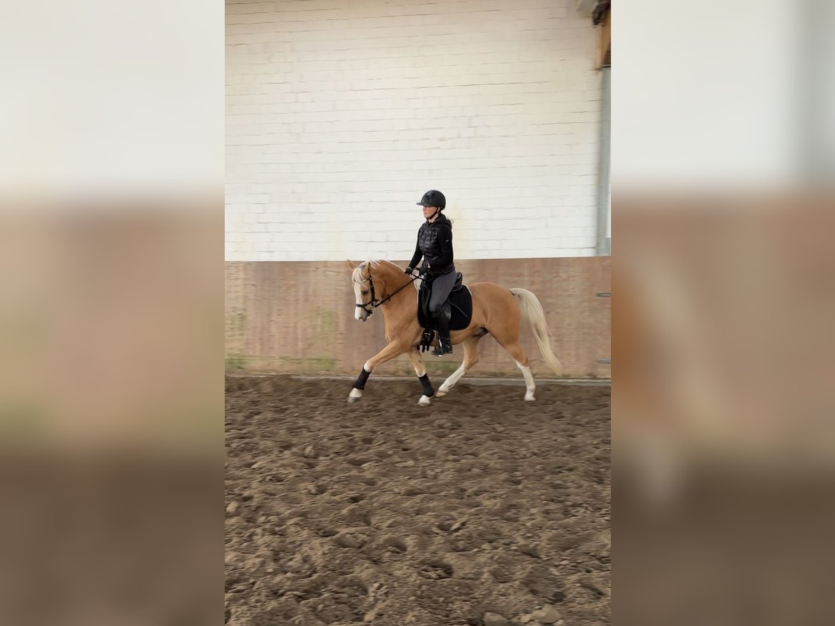 Deutsches Reitpony Wallach 6 Jahre 146 cm Palomino in Jersbek