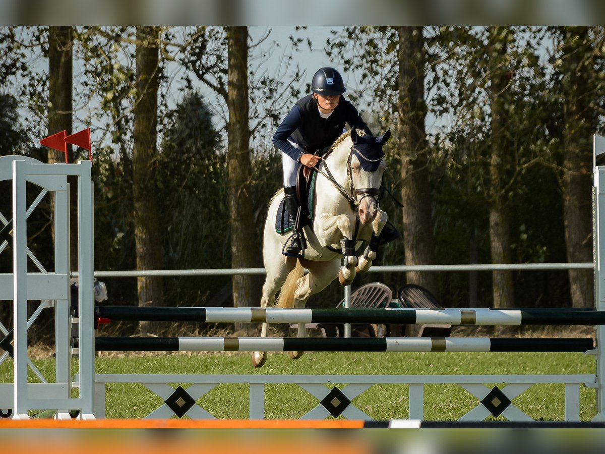 Deutsches Reitpony Wallach 6 Jahre 146 cm Perlino in Kirch Rosin