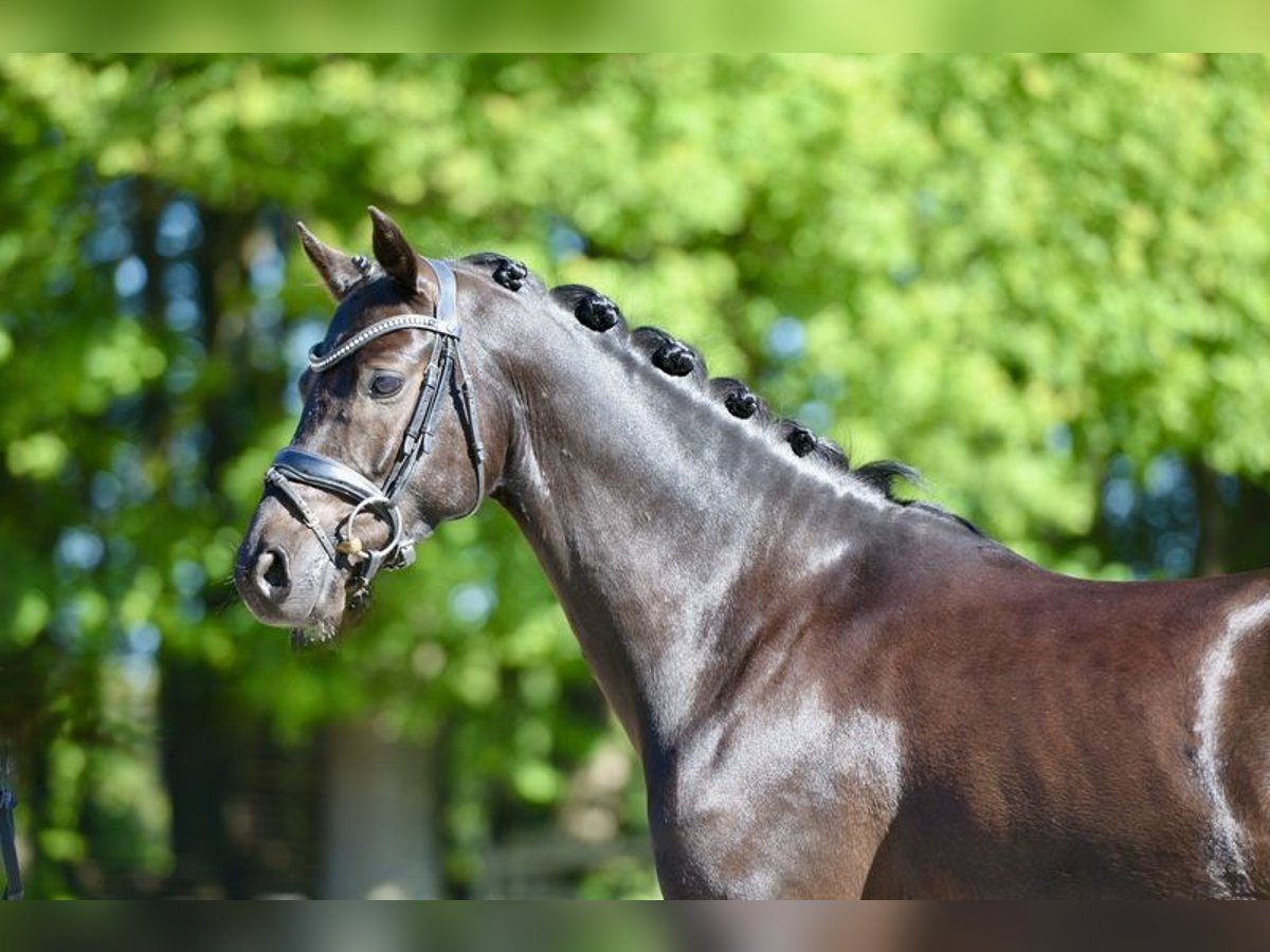 Deutsches Reitpony Wallach 6 Jahre 146 cm Rappe in Visbek