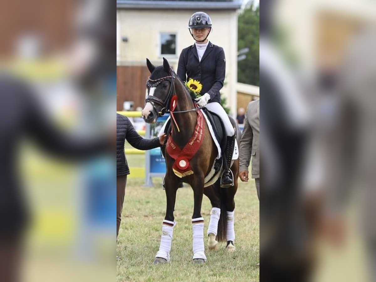 Deutsches Reitpony Wallach 6 Jahre 146 cm Schwarzbrauner in Nottuln