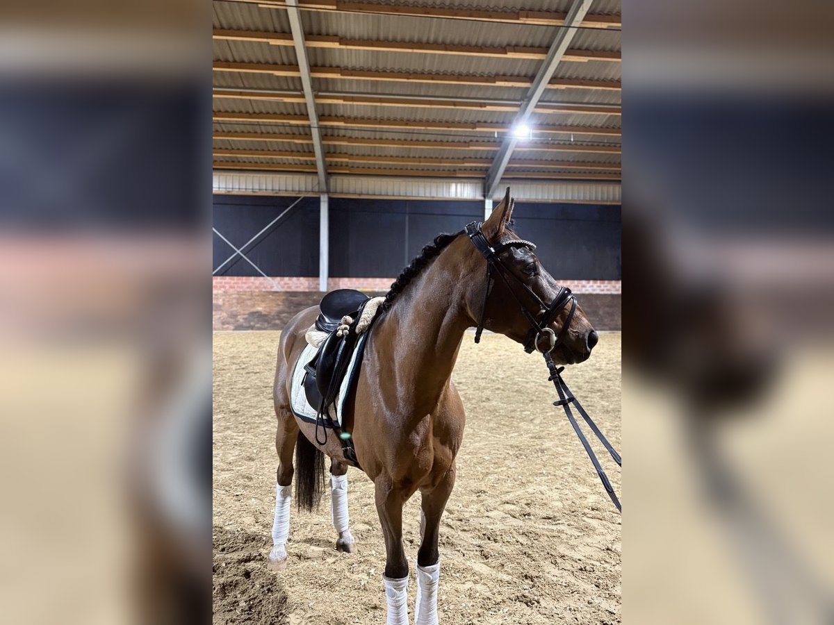 Deutsches Reitpony Wallach 6 Jahre 147 cm Brauner in Ladbergen