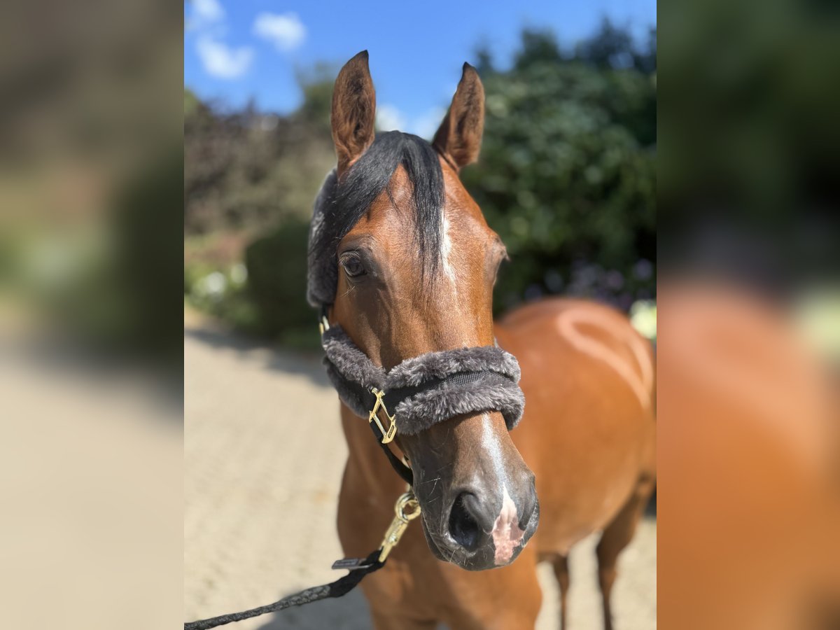 Deutsches Reitpony Wallach 6 Jahre 147 cm Brauner in Wipperf&#xFC;rth