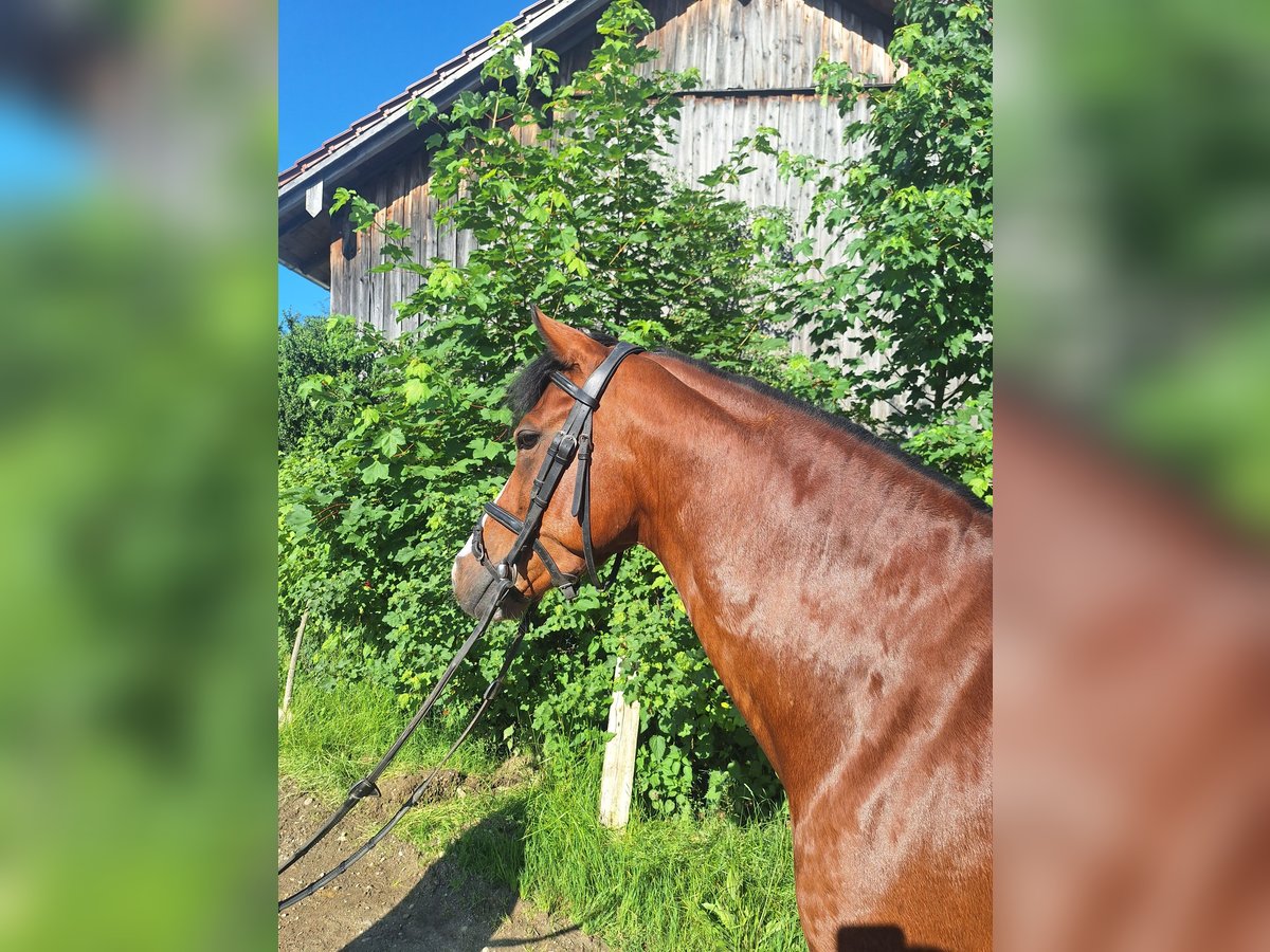 Deutsches Reitpony Wallach 6 Jahre 147 cm in Gangkofen