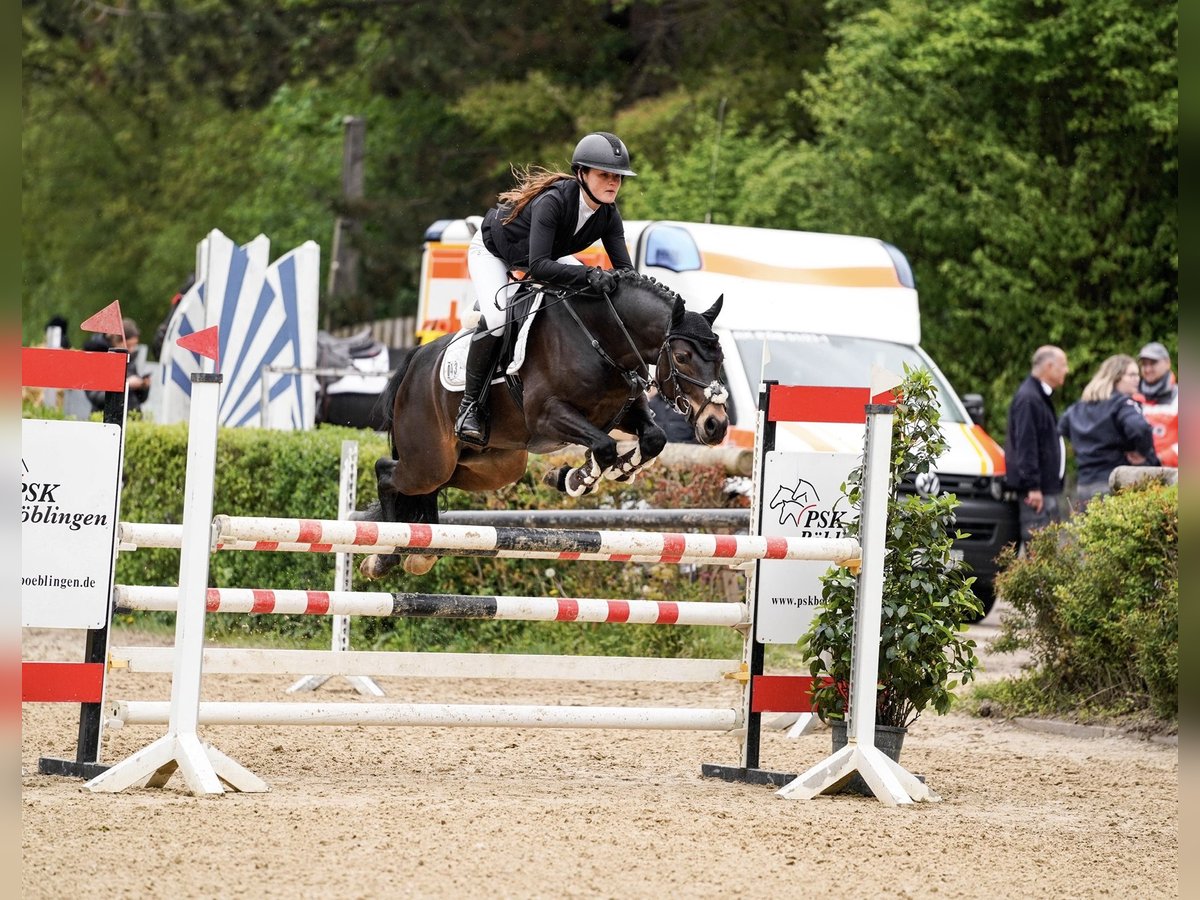 Deutsches Reitpony Wallach 6 Jahre 147 cm Dunkelbrauner in Schwäbisch Gmünd