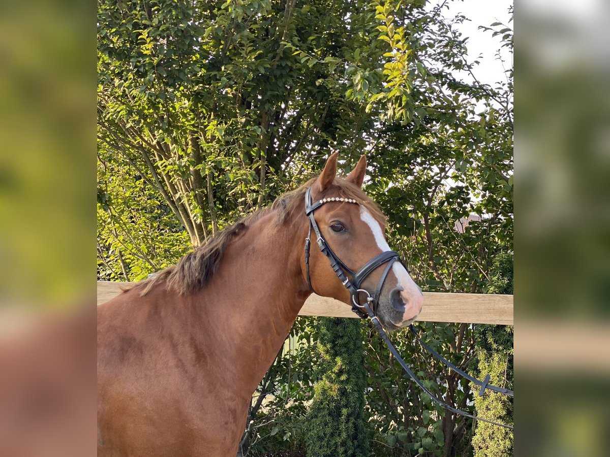 Deutsches Reitpony Wallach 6 Jahre 147 cm Fuchs in Iggingen