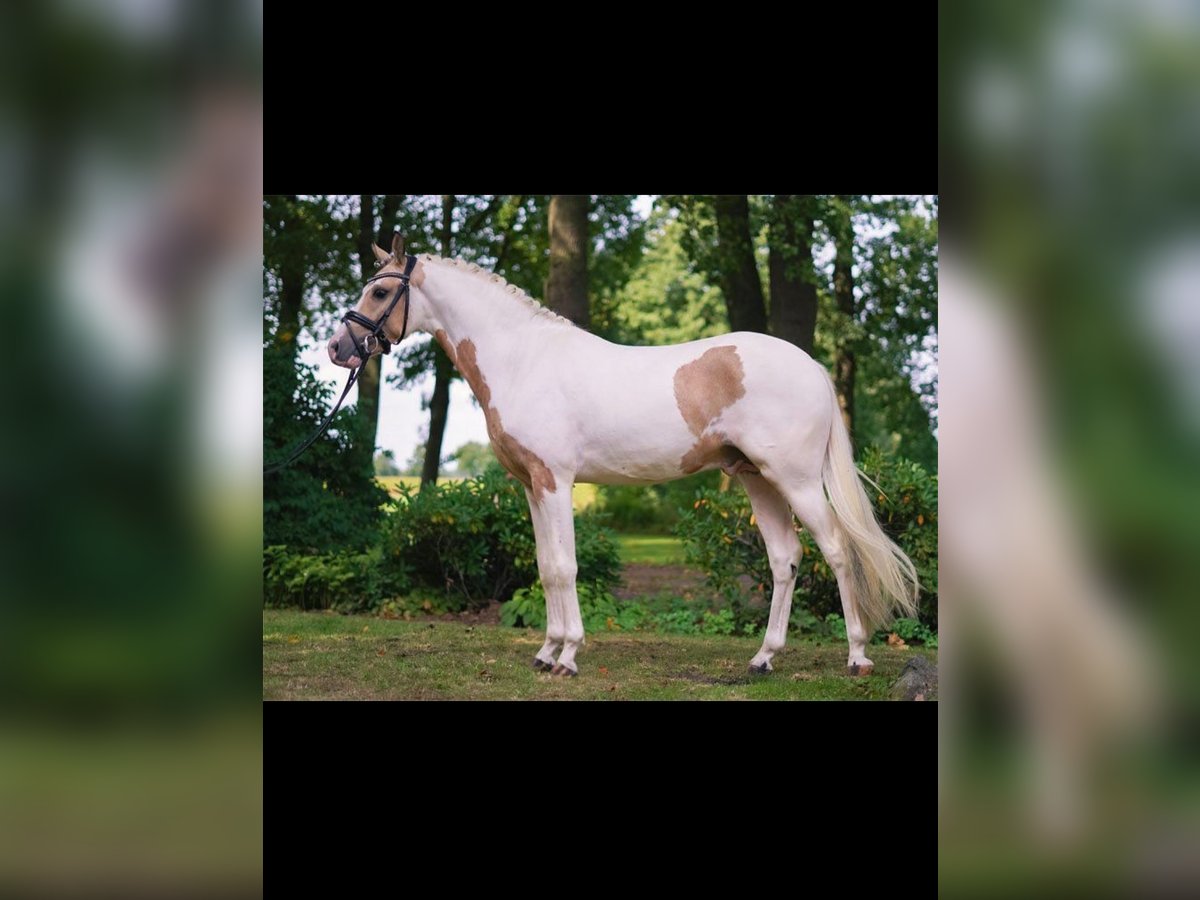 Deutsches Reitpony Wallach 6 Jahre 147 cm Schecke in RiedRied