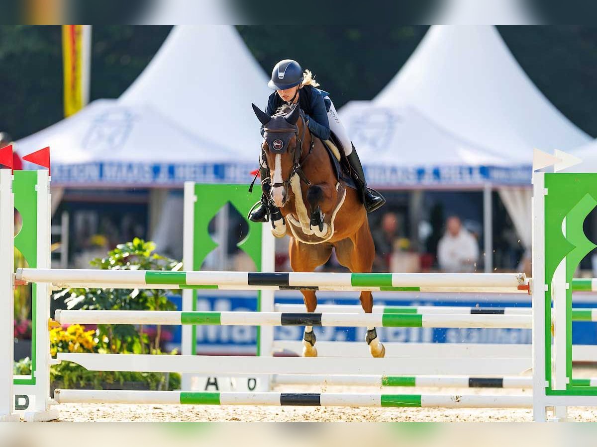 Deutsches Reitpony Wallach 6 Jahre 148 cm Brauner in Marsberg