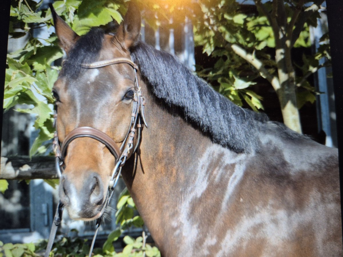 Deutsches Reitpony Wallach 6 Jahre 148 cm Brauner in Baesweiler