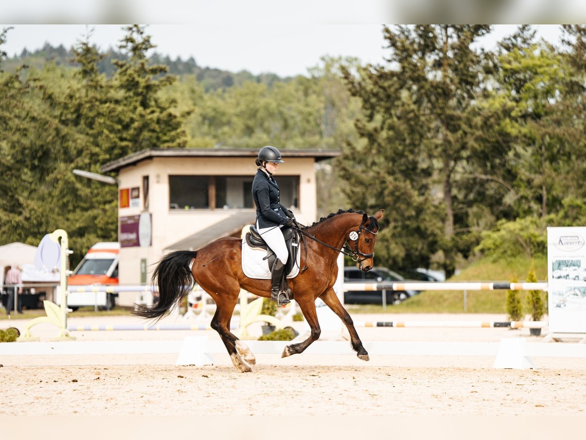 Deutsches Reitpony Wallach 6 Jahre 148 cm Brauner in Esch