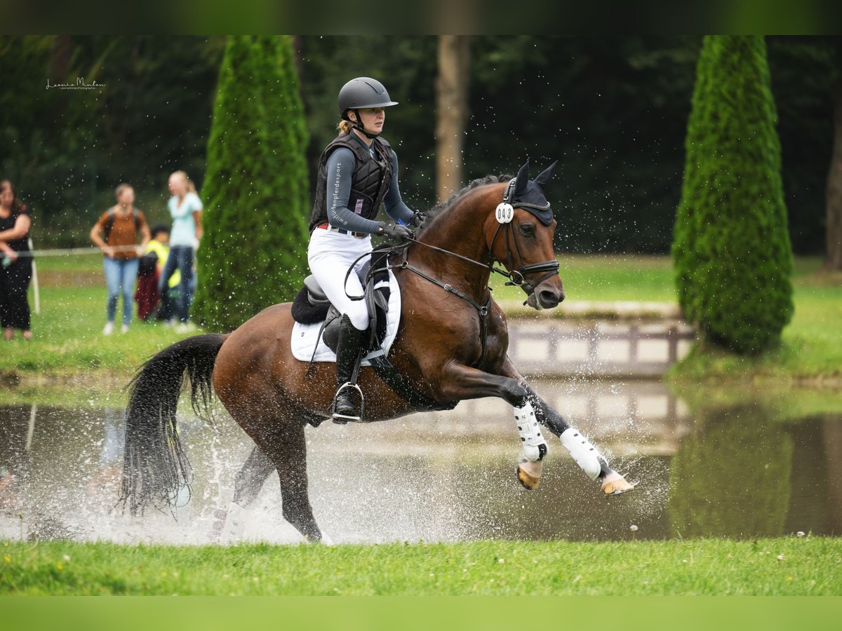 Deutsches Reitpony Wallach 6 Jahre 148 cm Brauner in K&#xF6;ln
