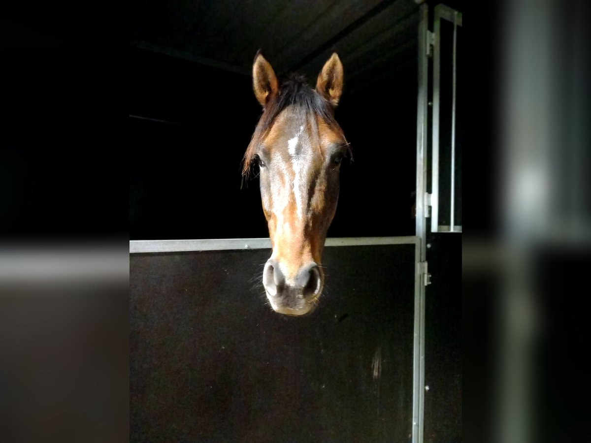 Deutsches Reitpony Wallach 6 Jahre 148 cm Buckskin in Drackenstein