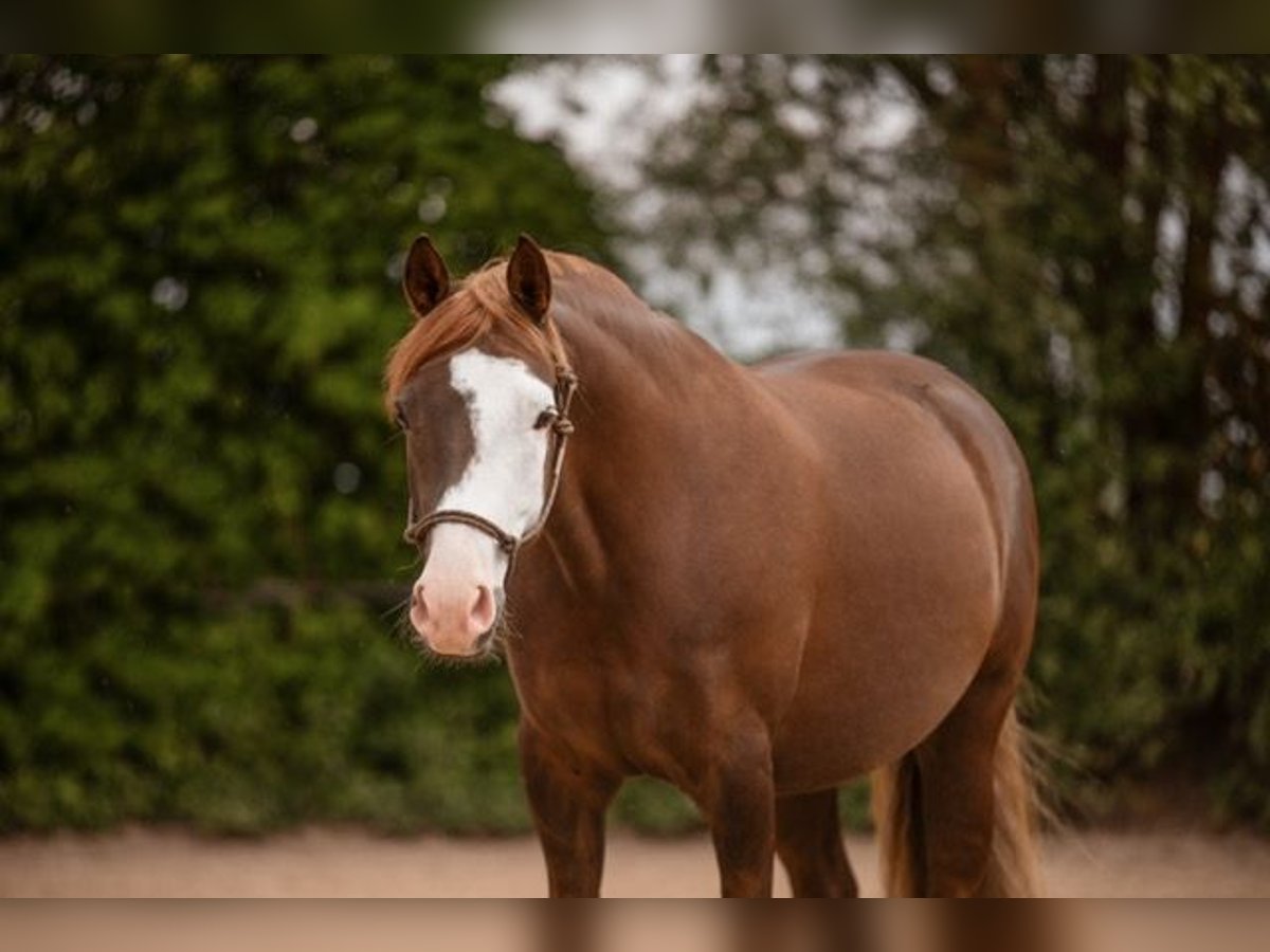 Deutsches Reitpony Wallach 6 Jahre 148 cm Dunkelfuchs in Offingen