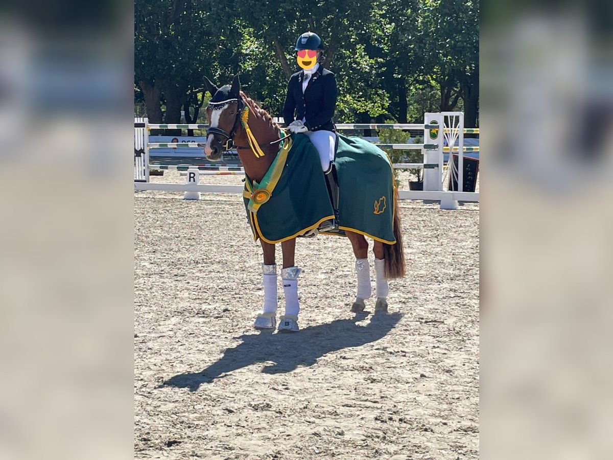 Deutsches Reitpony Wallach 6 Jahre 148 cm Fuchs in Pulheim