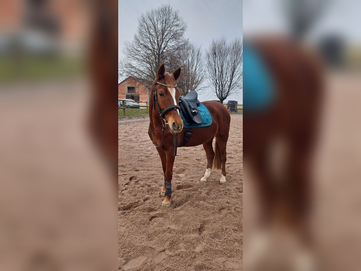 Deutsches Reitpony Wallach 6 Jahre 148 cm Fuchs in Stuttgart-M&#xFC;hlhausen